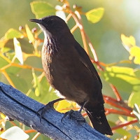 Black-tailed Treecreeper